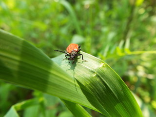 アカハネムシ red bug