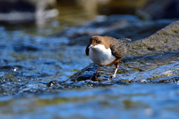 Wasseramsel während der Balz 