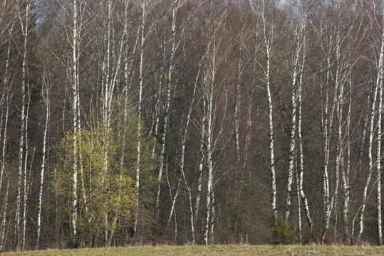 BACKGROUND, TEXTURE - a thicket of the gray wood