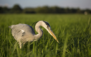 Grey heron (Ardea cinerea) close up portrait in sun during golden hour. Fish hunter with strong long beak watching prey in tall grass meadow. Natural scene of bird in wildlife. Diagonal composition.