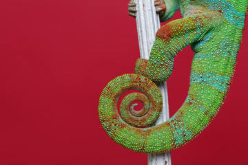 Fototapeta premium alive chameleon reptile tail