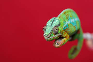 Fototapeta premium żywy gad kameleon