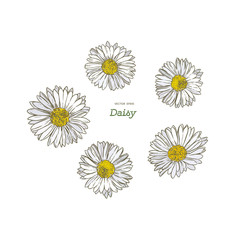 common daisy , hand draw sketch vector. © Yada