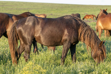 A herd of wild horses shown on Water island in atmospheric Rostov state reserve