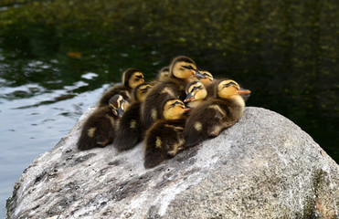 カルガモの子供