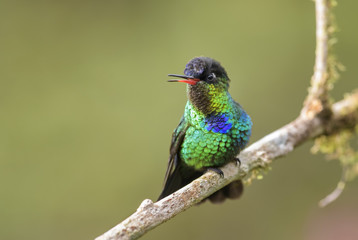Fiery-throated Hummingbird - Panterpe insignis, beautiful colorful  hummingbird from Central America forests, Costa Rica.
