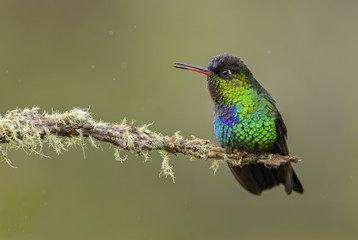 Fiery-throated Hummingbird - Panterpe insignis, beautiful colorful  hummingbird from Central America forests, Costa Rica.