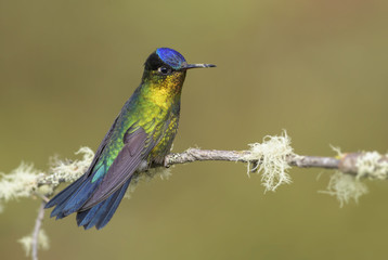 Fototapeta na wymiar Fiery-throated Hummingbird - Panterpe insignis, beautiful colorful hummingbird from Central America forests, Costa Rica.