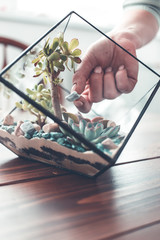 Picture of florist webinar on maiking florarium with stones and succulents