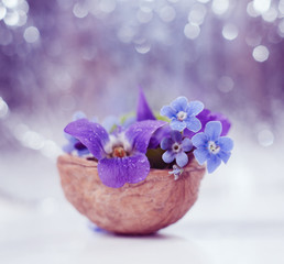 Romantic floristic composition with violets and forget-me-not flowers in a nutshell against beautiful bokeh background.