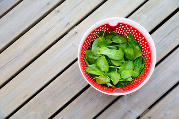 Fresh Spinach in a salad spinner bowl on old dark wooden table, top view, copy space