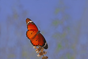 Güneşlenen Sultan kelebeği , Danaus chrysippus © mylasa