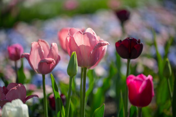 Fototapeta premium Tulipany w słońcu, tulipany w kwietniku