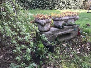 Pots de fleurs alignés, au printemps