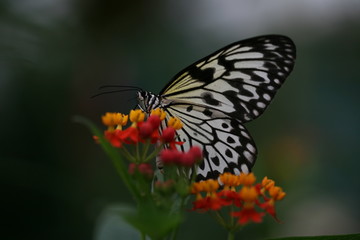 Fototapeta na wymiar Butterfly feeding on a flower