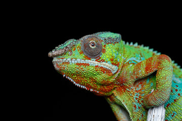 alive chameleon reptile