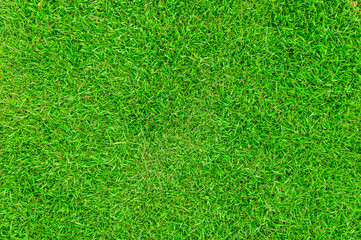 Obraz premium Green grass texture background