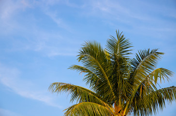 Coco palm tree crown on sky photo. Tropical vacation postcard. Exotic island holiday.
