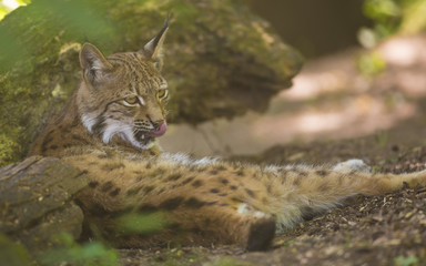 Portrait of furry Eurasian lynx having rest on forest ground in nature habitat, green leaves in foreground / background. Close up wildlife creative blurred bokeh scene at hot summer time. Warm season.