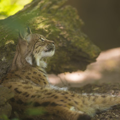 Portrait of furry Eurasian lynx having rest on forest ground in nature habitat, green leaves in foreground / background. Close up wildlife creative blurred bokeh scene at hot summer time. Warm season.