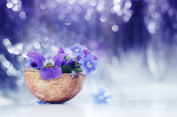Romantic floristic composition with violets and forget-me-not flowers in a nutshell against beautiful bokeh background.