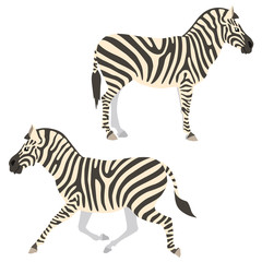 Fototapeta na wymiar Vector illustration of standing and running zebras isolated on white background