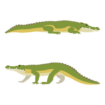 Vector illustration of lying and walking crocodiles isolated on white background