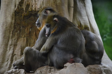 Cuddling Baboons