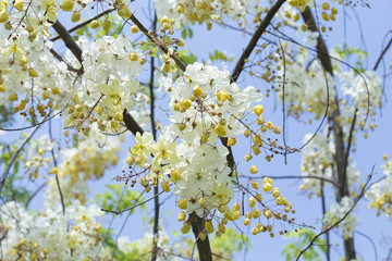 Yellow cassia javanica flower on tree, Thailand