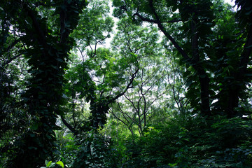 Green forest background in Thailand