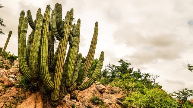 Cactus, baja mexico. Timelapse.