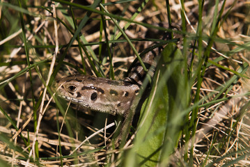 Braune Zauneidechse in freier Wildbahn, Kopf einer Zauneidechse, Kopf einer Eidechse,  Lacerta agilis