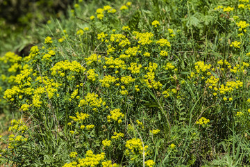 Zypressen-Wolfsmilch auf einer Wiese, Euphorbia cyparissias, schöne Wiese mit Zypressen Wolfsmilch
