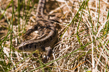 Wilde Zauneidechse, Zauneidechse in der Wildnis, Waldeidechse, Lacerta agilis