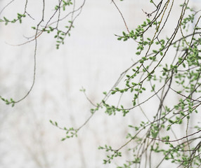 Branches of the willow are in early spring in thick fog. Female catkins mature pale green. Salix caprea, goat willow or great sallow, deciduous shrub
