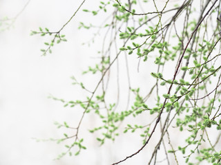 Obraz premium Gałęzie wierzby są wczesną wiosną w gęstej mgle. Kotki żeńskie dojrzewają bladozielone. Salix caprea, wierzba kozia lub ziemisty, liściasty krzew