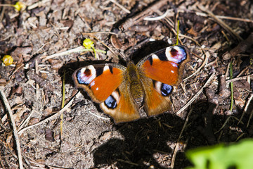 Tagpfauenauge auf Boden sitzend, Schmetterling sitzt auf Boden, großer Falter, Tagpfauenauge Aglais io