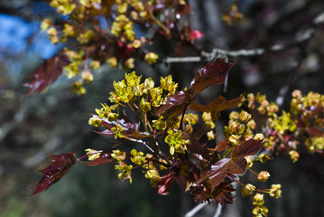 Bl&uuml;hender Ahorn, Fr&uuml;hling, r&ouml;tliche Ahornbl&auml;tter und gr&uuml;ne Bl&uuml;ten