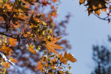 Rote Ahornblätter im Sonnenlicht, Ahorn im Frühling, Roter Ahorn