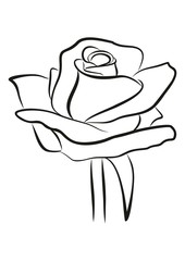 Набросок розы