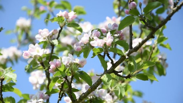 Apple tree branch in blossom