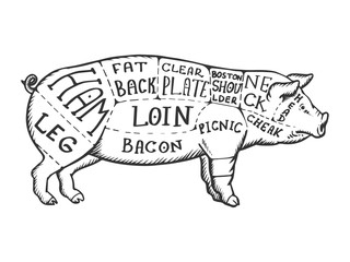 Meat diagram pig engraving vector