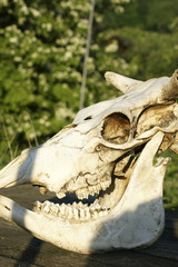 animals skull with open mouth in the nature, animal bullock skeleton