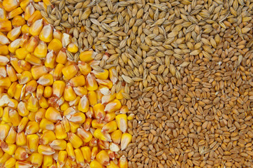 Cereals - wheat, barley and maize