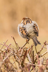 Male or female house sparrow or Passer domesticus is a bird of the sparrow family Passeridae, found in most parts of the world