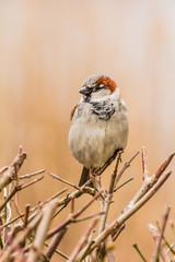 Male or female house sparrow or Passer domesticus is a bird of the sparrow family Passeridae, found in most parts of the world