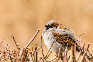 Male or female house sparrow or Passer domesticus is a bird of the sparrow family Passeridae, found in most parts of the world