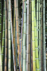 natural bamboo, veritical picture of wood branches
