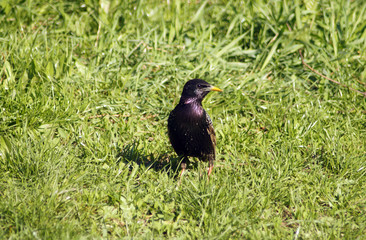 Common starling in a grass