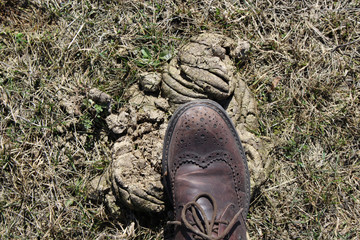 Step with a foot in a beautiful boot in a cow shit. Unsuccessful nature trekking